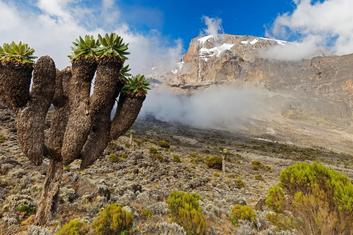 kilimanjaro-plants-lobelia